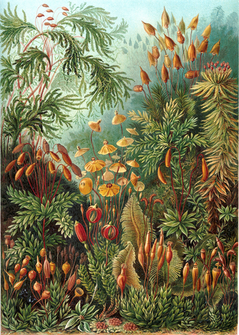 Socks by Haeckel (Mushrooms)