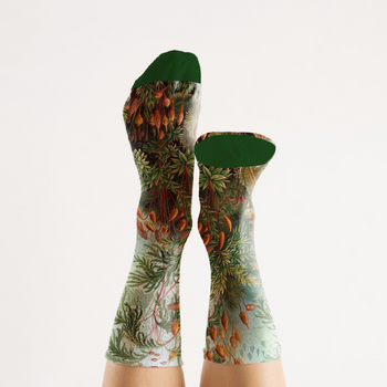 Socks by Haeckel (Mushrooms)