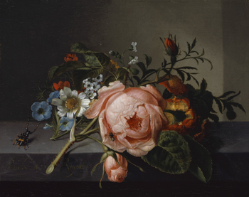Socks by Ruysch